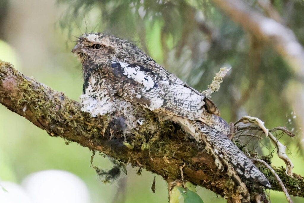 Hodgson’s Frogmouth