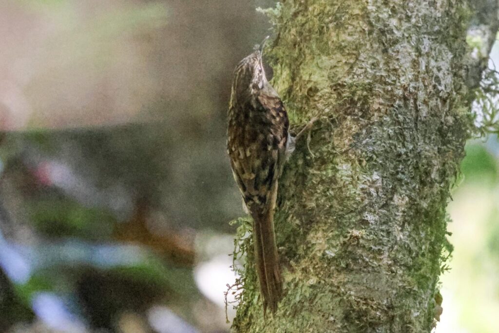 Hume’s Treecreeper