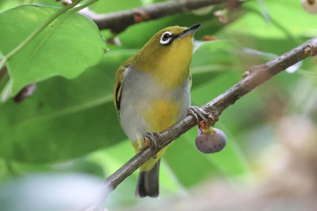 Hume’s White-eye