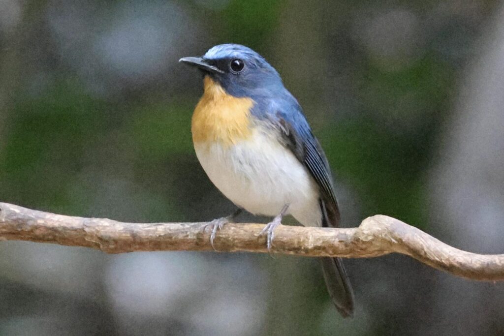 Indochinese Blue Flycatcher