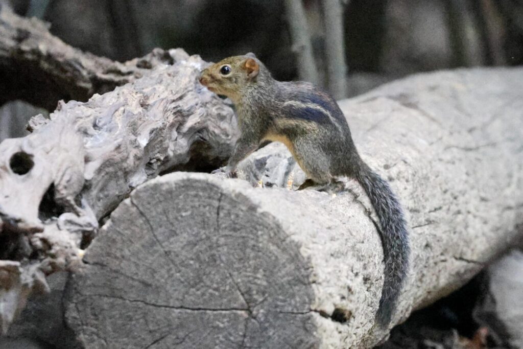 Indochinese Ground Squirrel