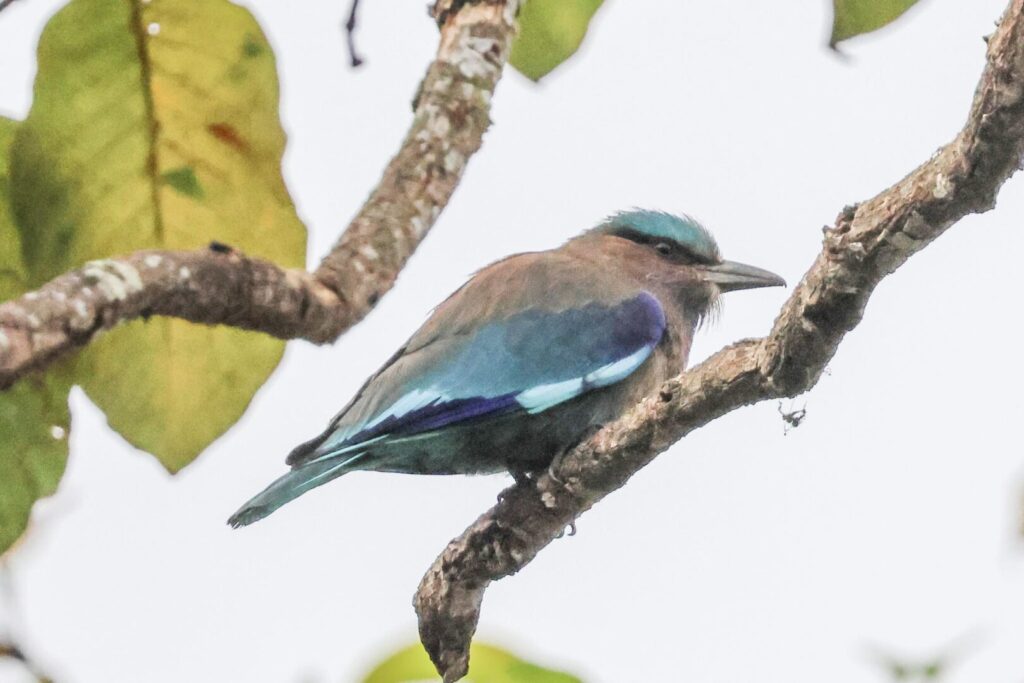 Indochinese Roller