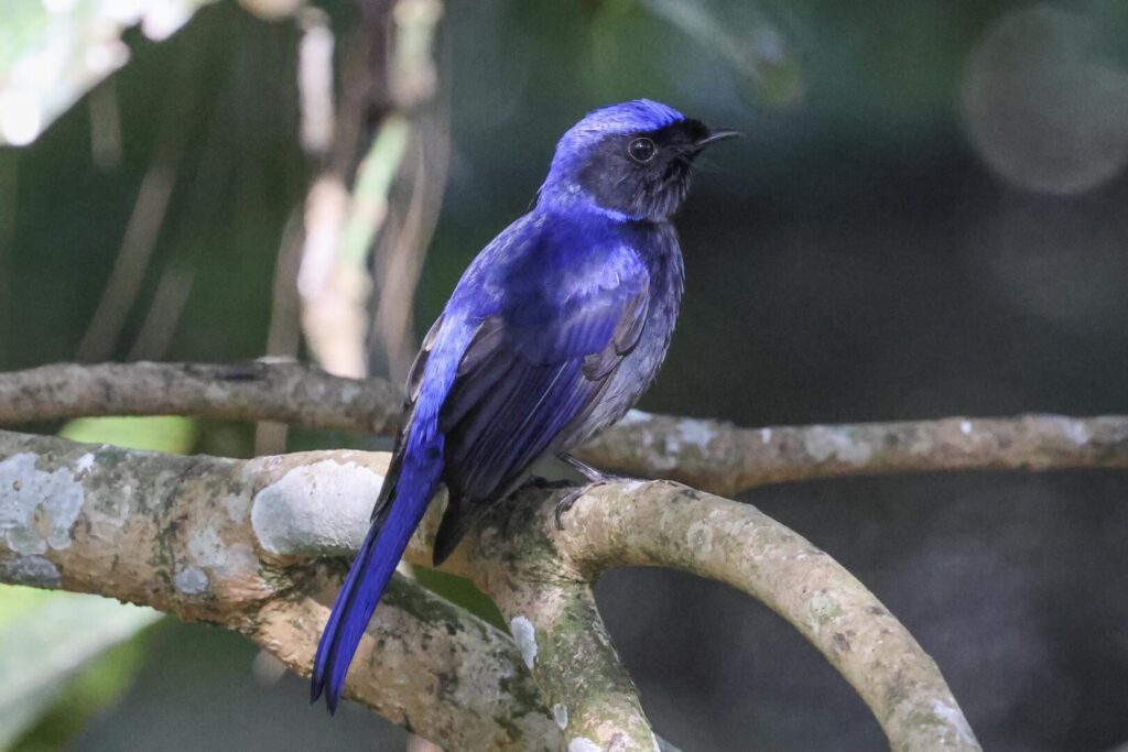 Large Niltava