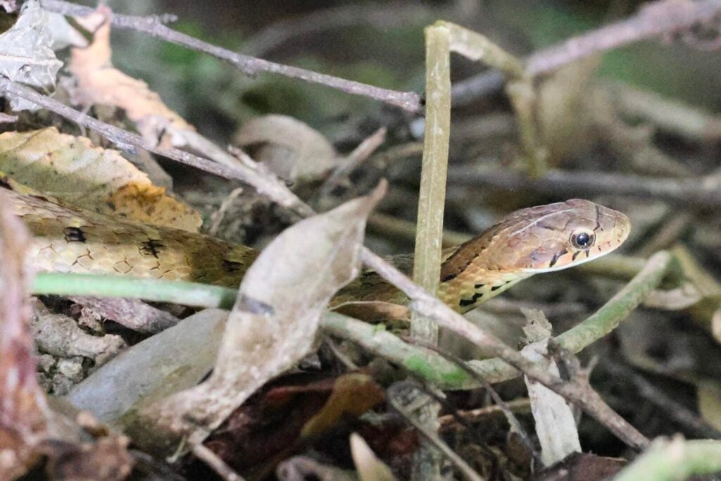 Large-eyed Bamboo Snake