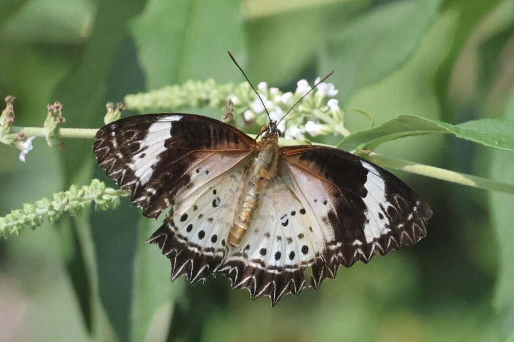 Leopard Lacewing