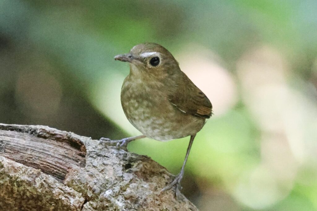 Lesser Shortwing