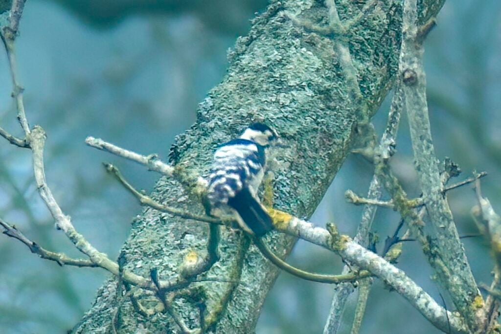 Lesser Spotted Woodpecker