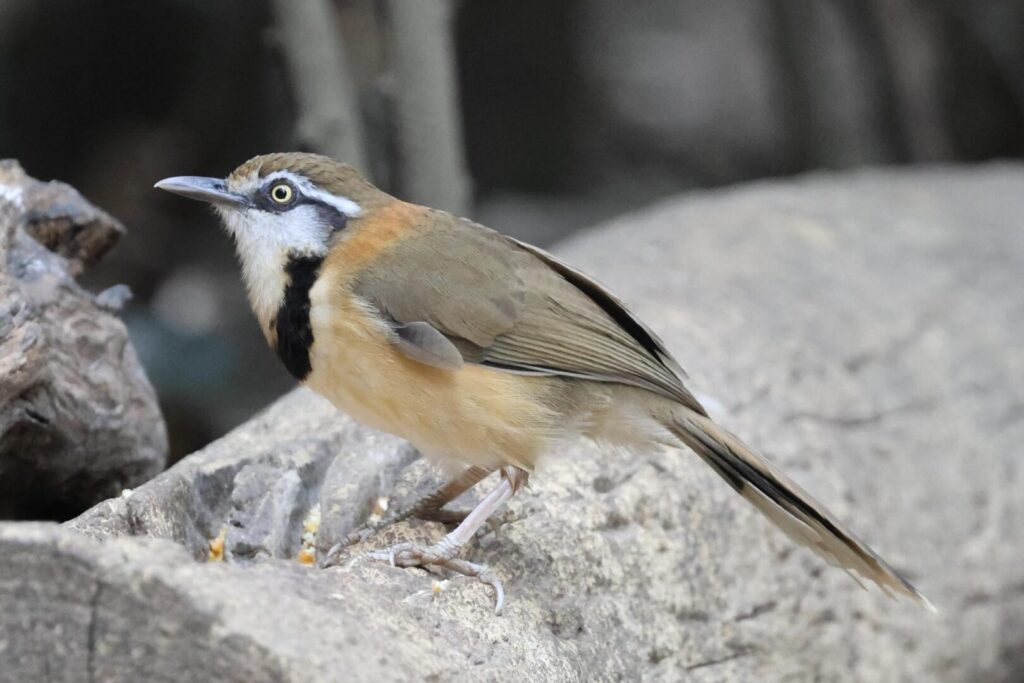 Lesser-necklaced Laughingthrush