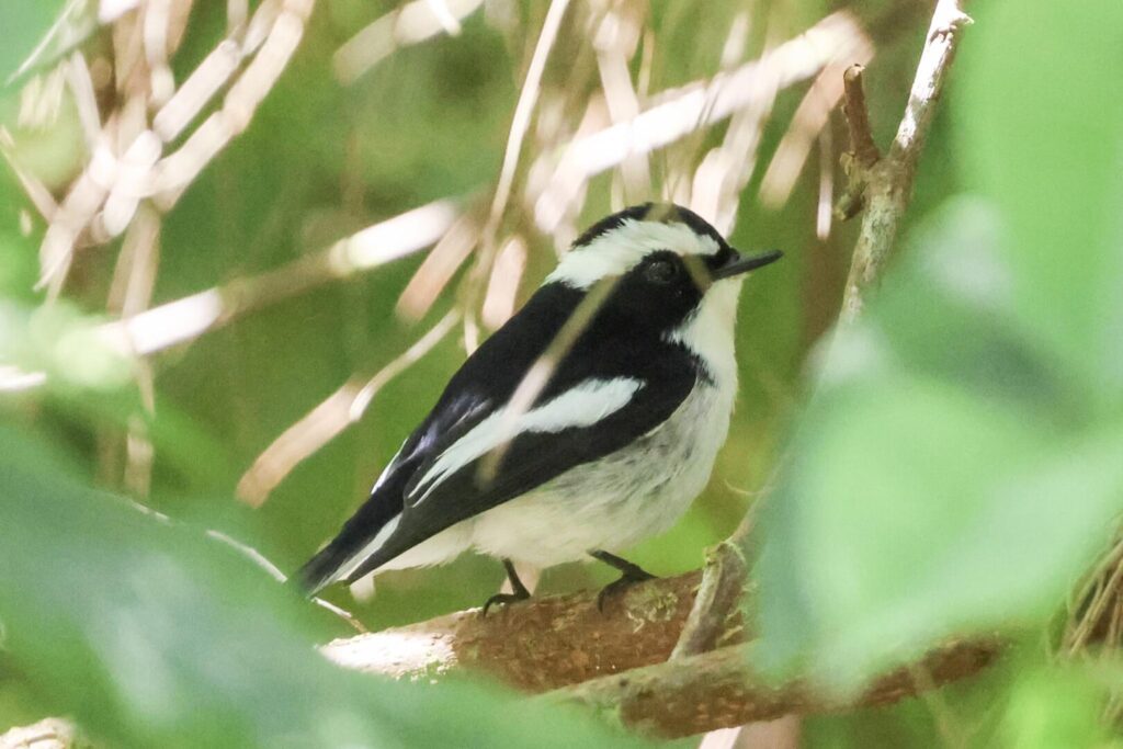 Little Pied Flycatcher