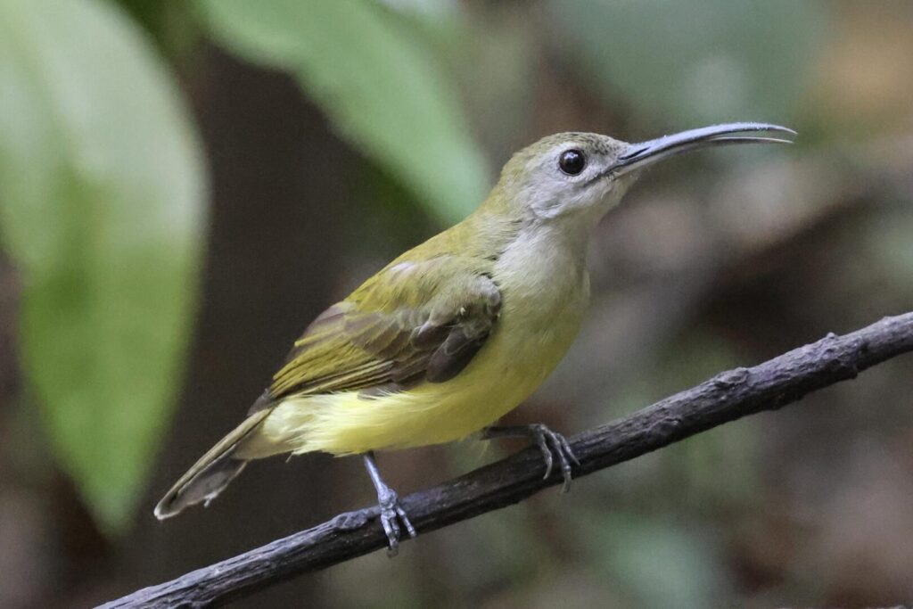 Little Spiderhunter