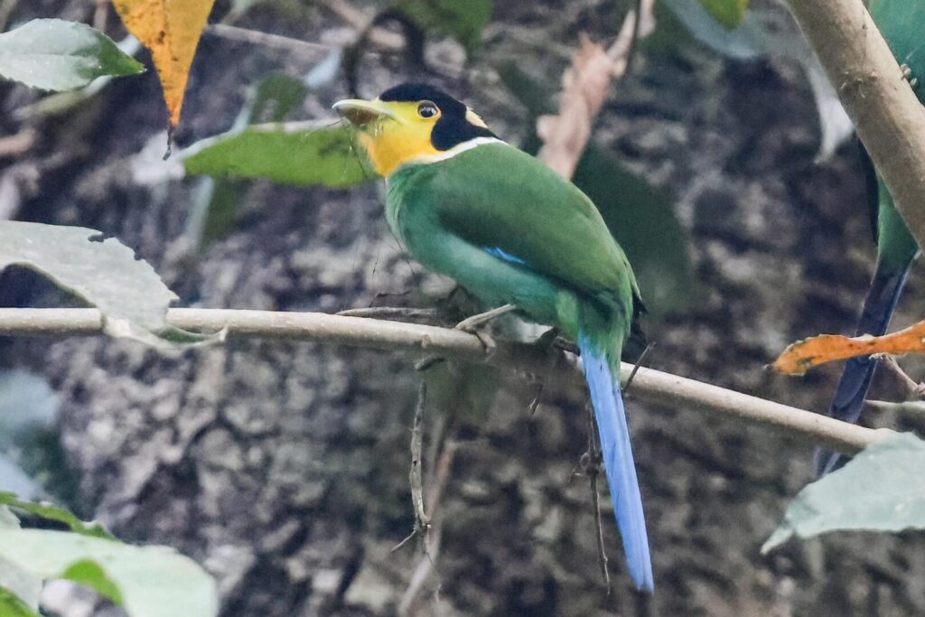 Long-tailed Broadbill