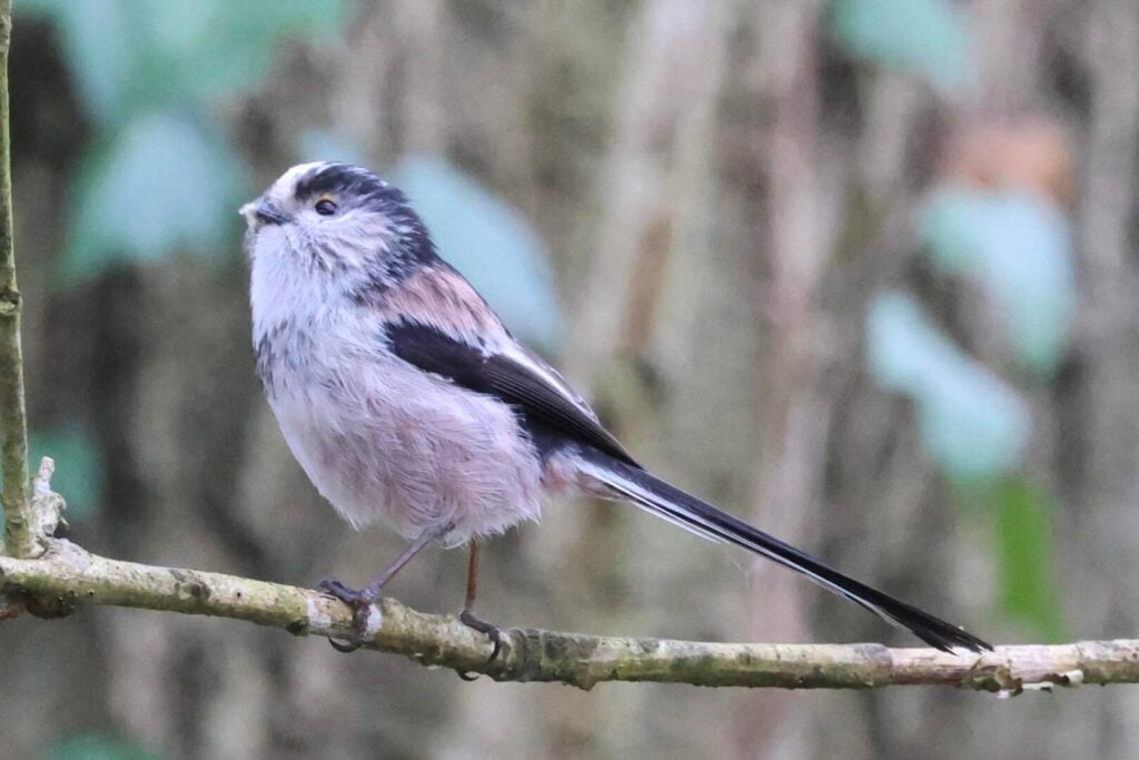 Long-tailed Tit