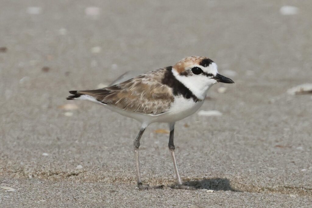 Malaysian Plover