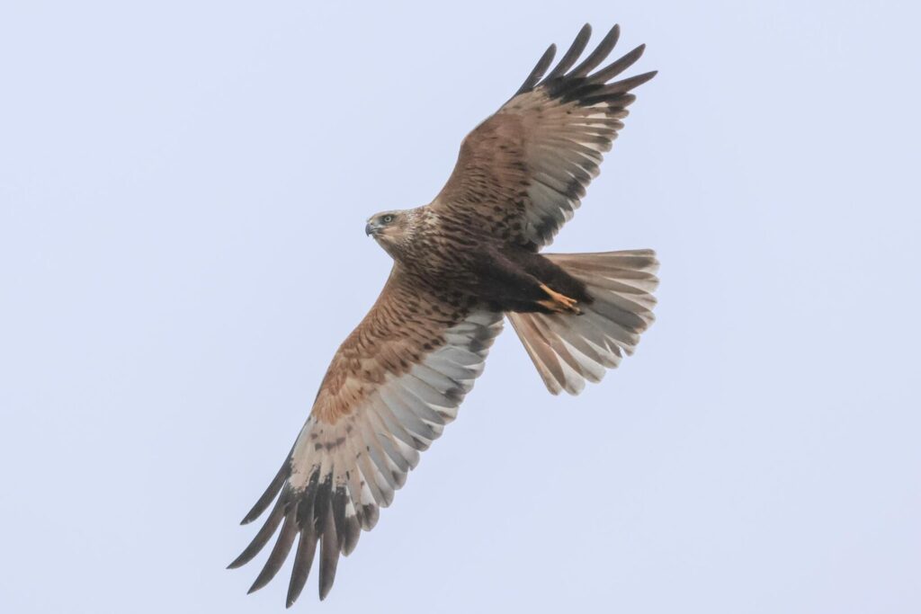 Marsh Harrier
