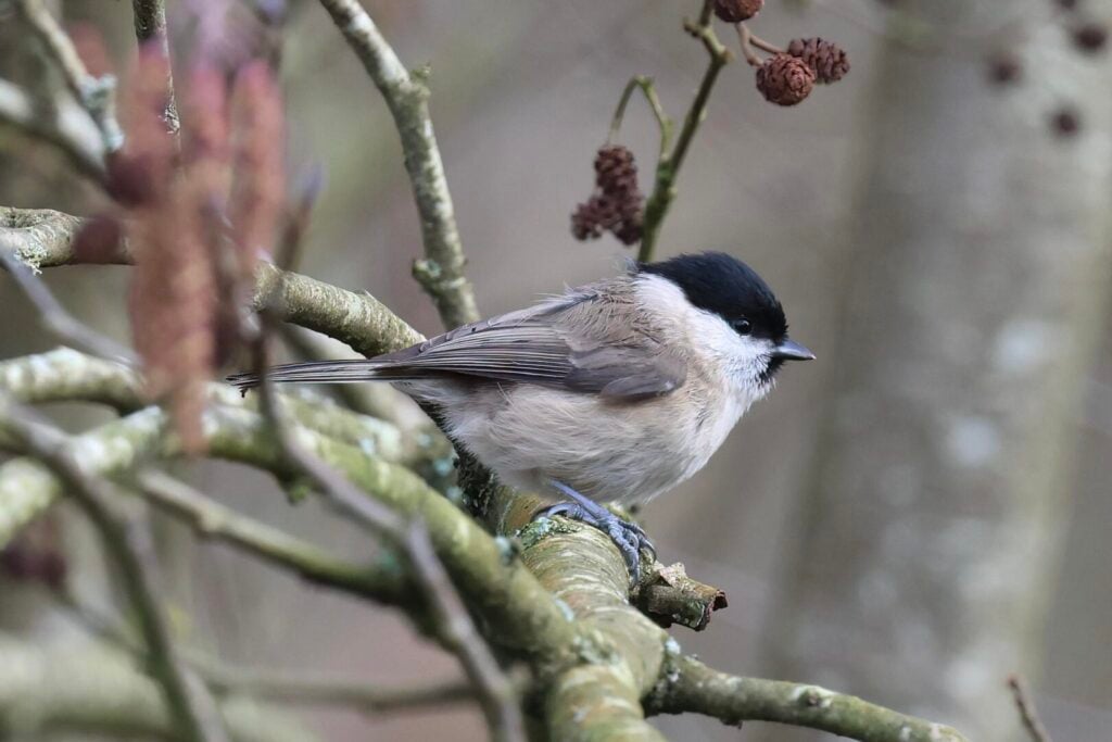 Marsh Tit