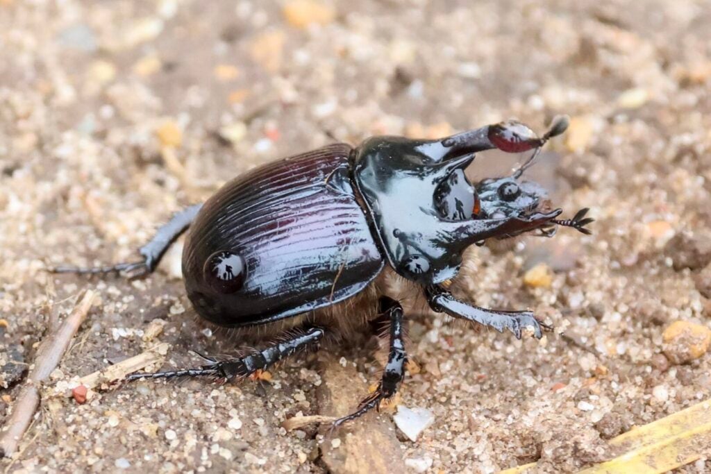 Minotaur Beetle