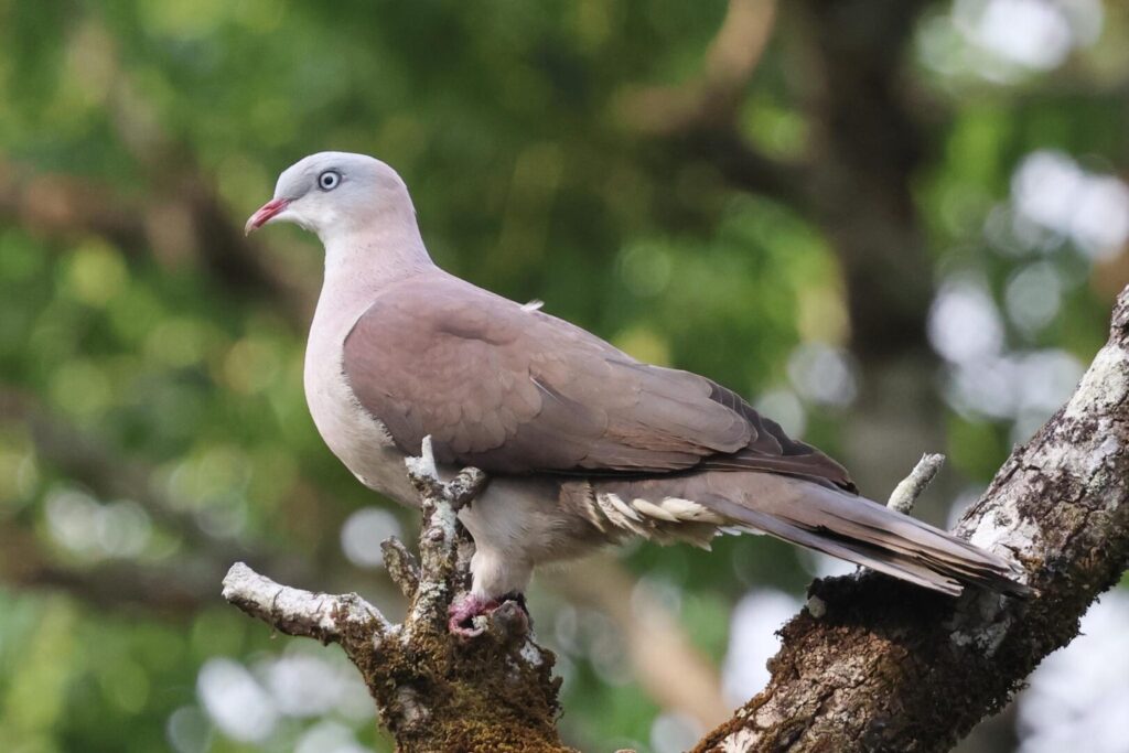 Mountain Imperial Pigeon