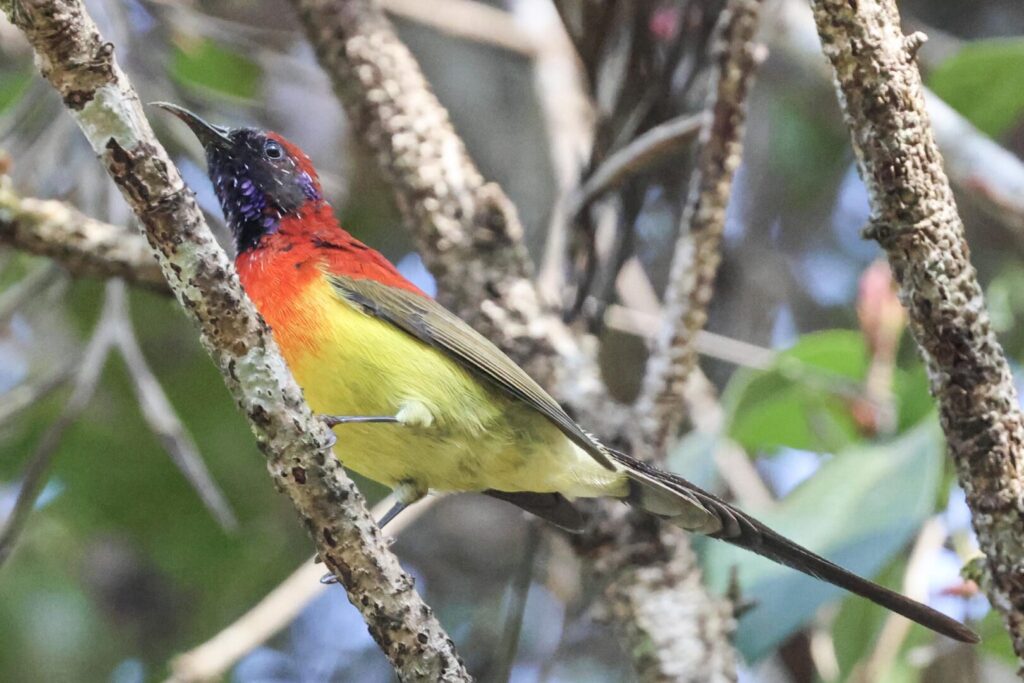 Mrs Gould's Sunbird