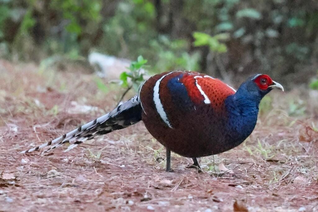 Mrs Hume's Pheasant