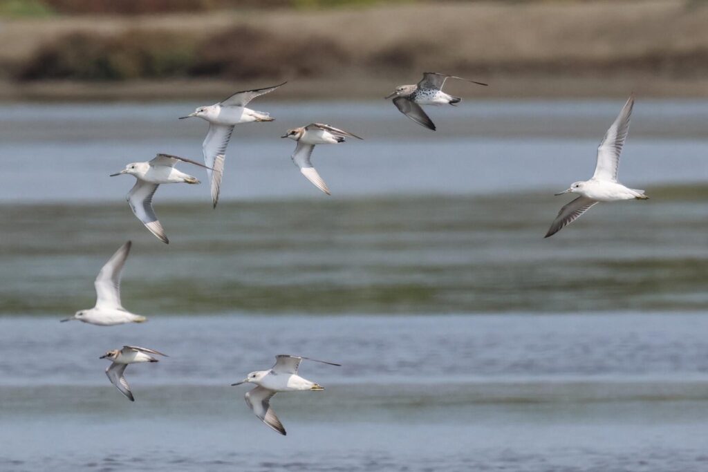 Nordmann’s Greenshanks