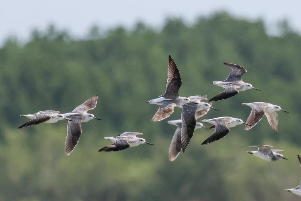 Nordmann’s Greenshanks