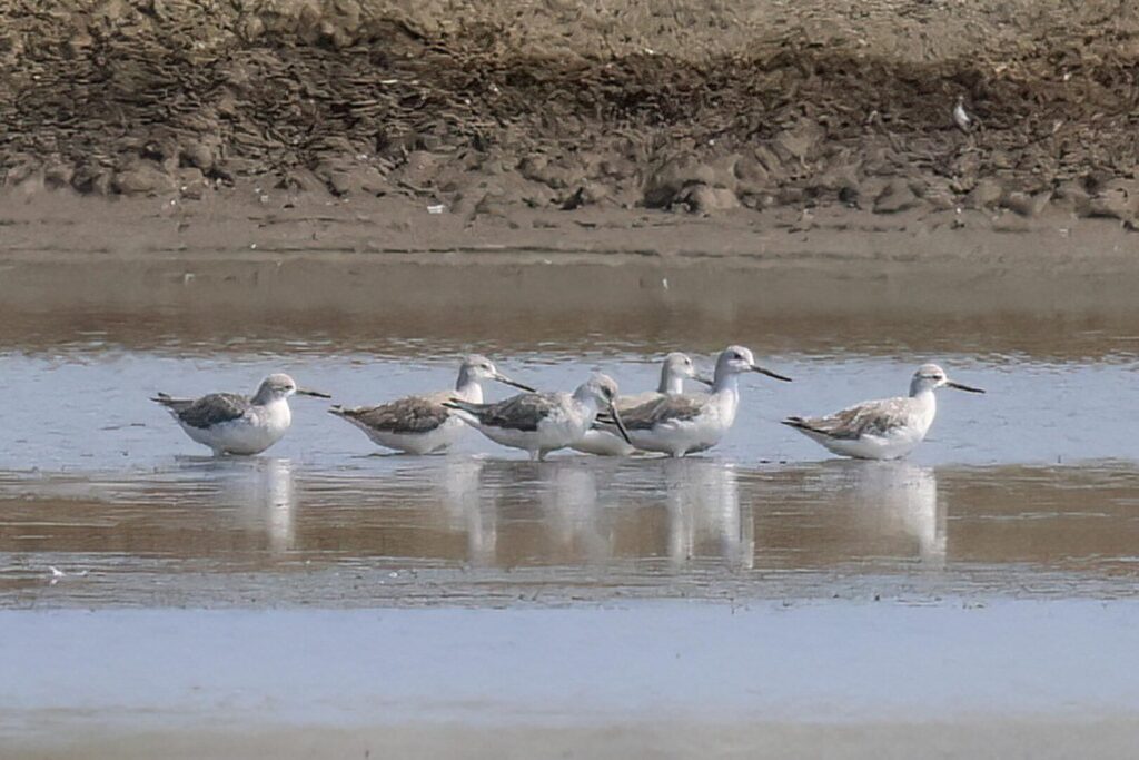 Nordmann’s Greenshanks