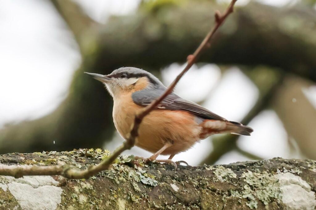 Nuthatch