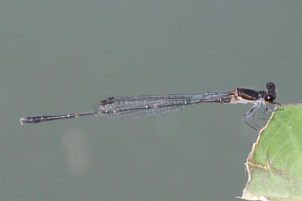 Orange-striped Threadtail