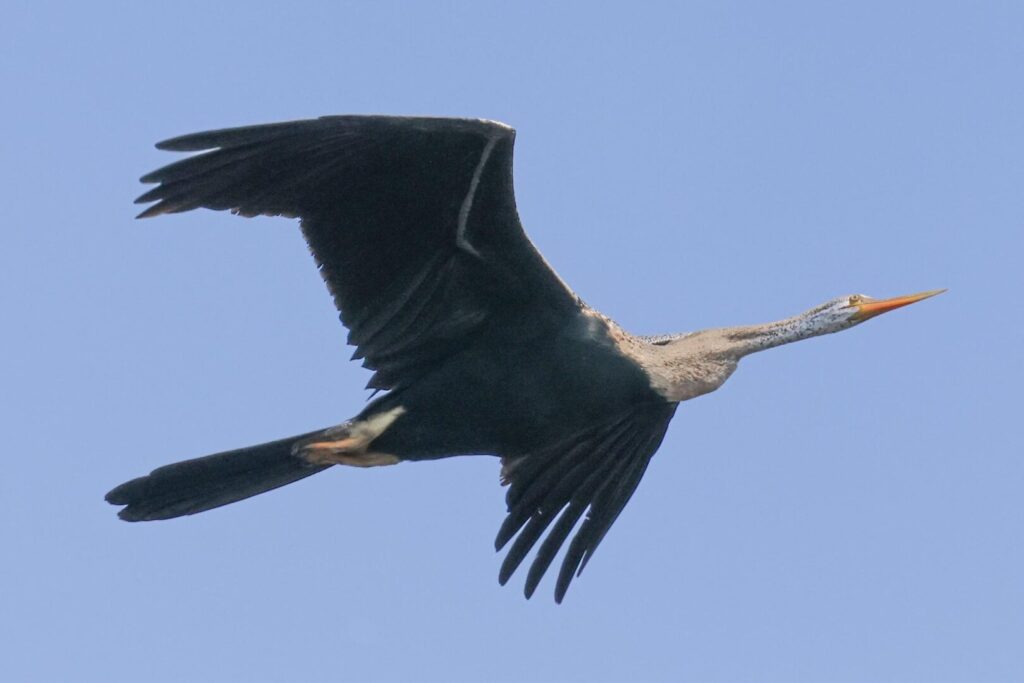 Oriental Darter