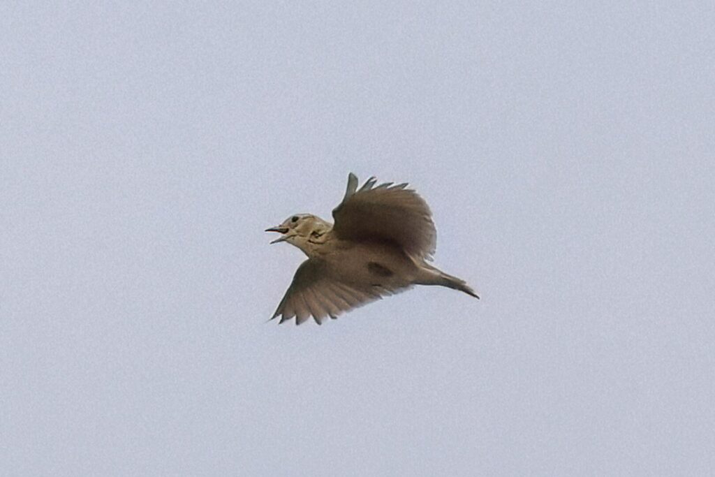 Oriental Skylark