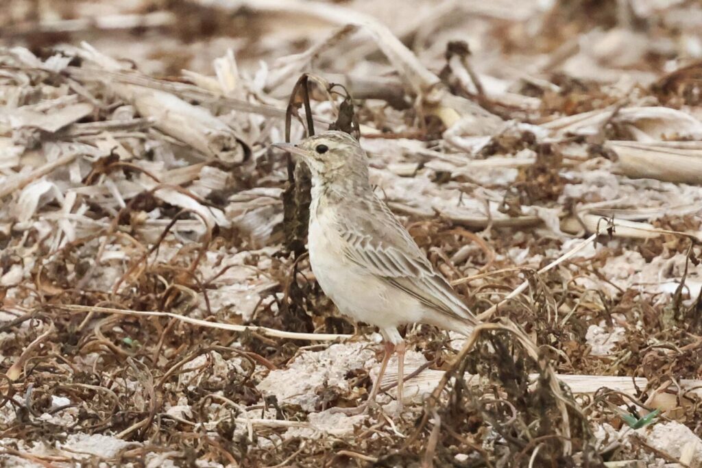 Paddyfield Pipit