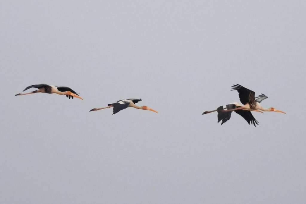 Painted Storks