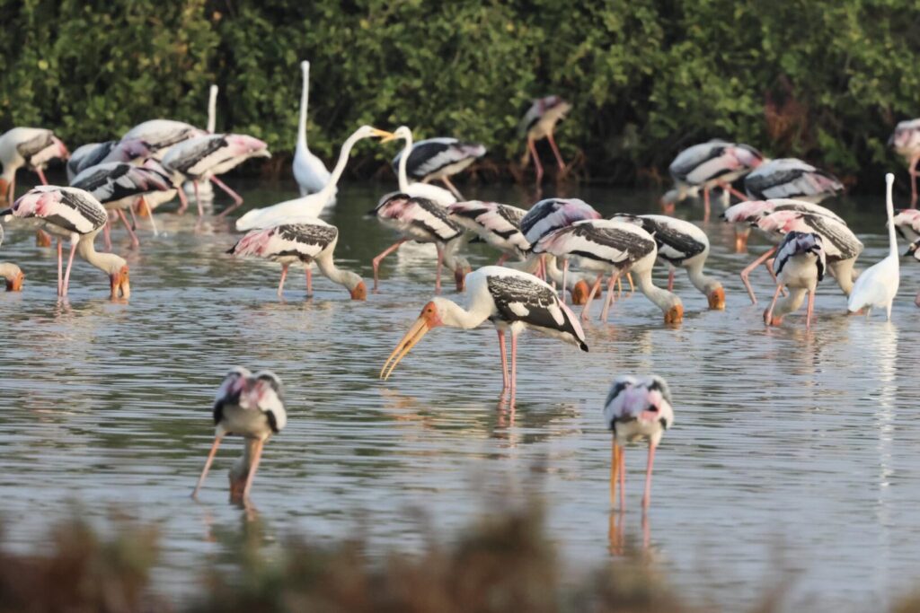 Painted Storks