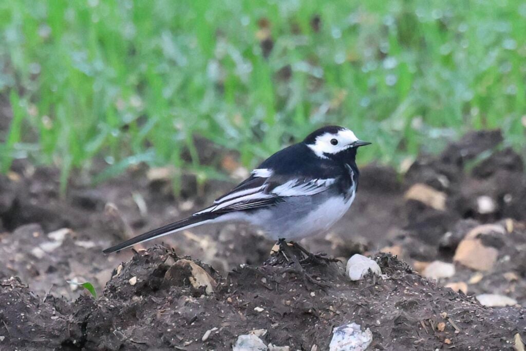 Pied Wagtail