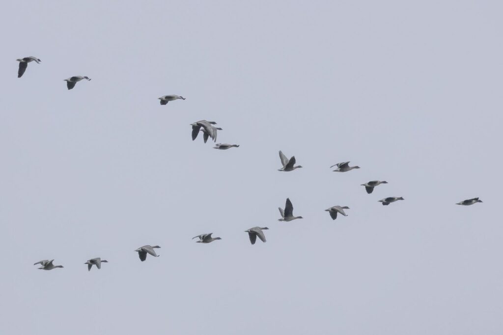Pink-footed Geese