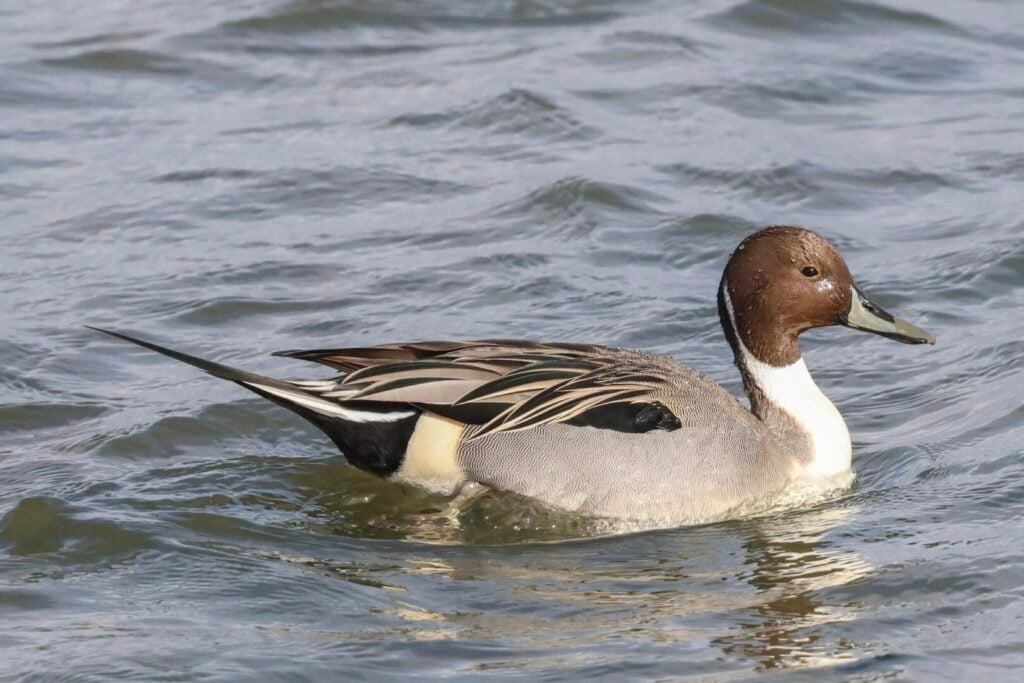 Pintail