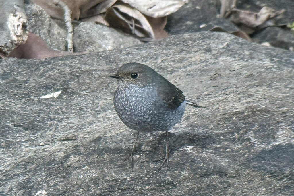 Plumbeous Redstart