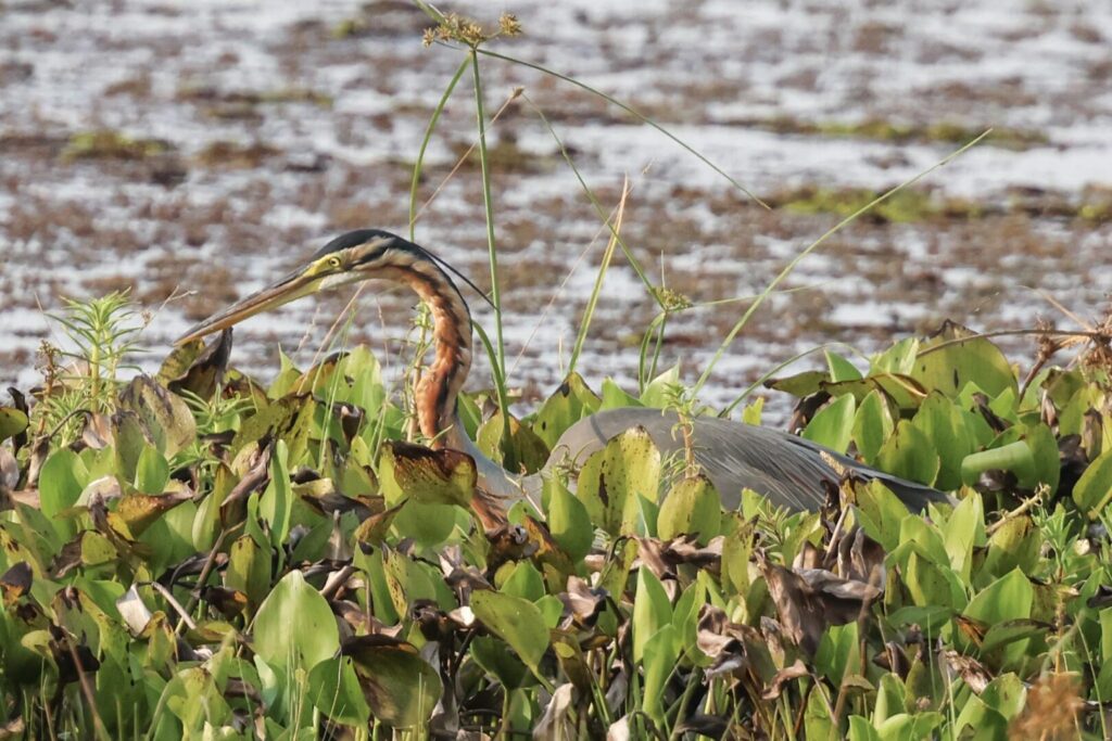 Purple Heron