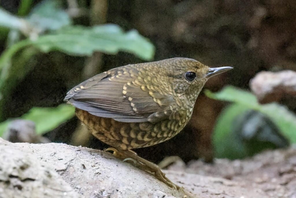 Pygmy Cupwing