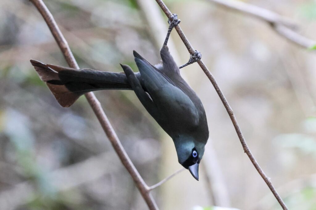 Racket-tailed Treepie