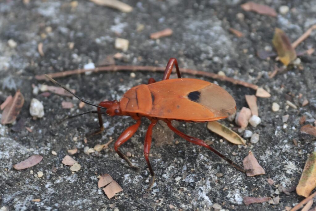 Red Cotton Stainer Bug Antilochus russus