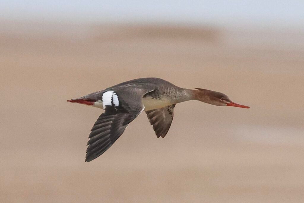Red-breasted Merganser
