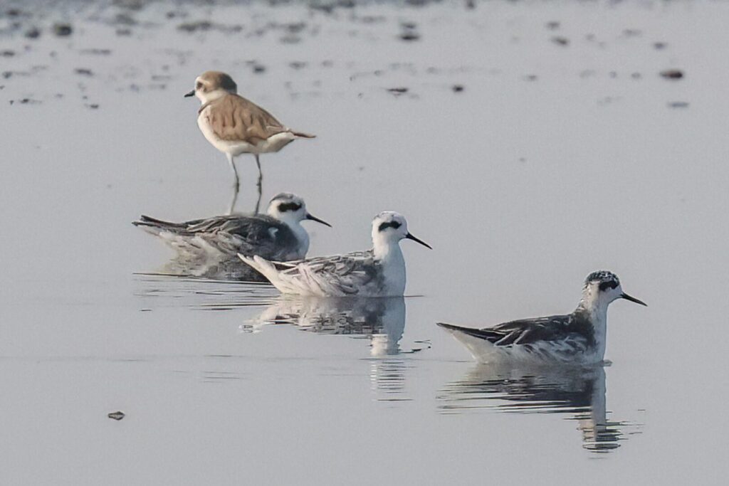 Red-necked Phalaropes