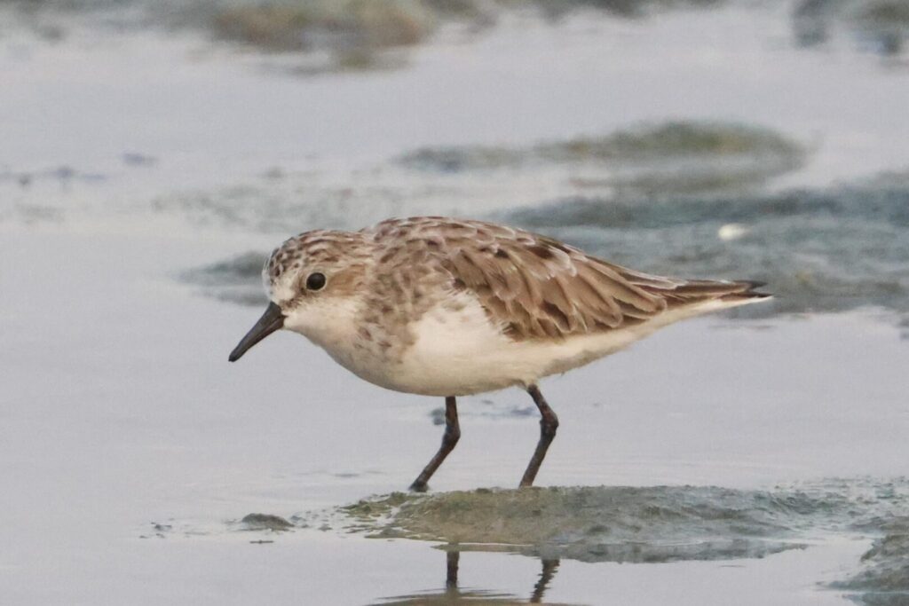 Red-necked Stint