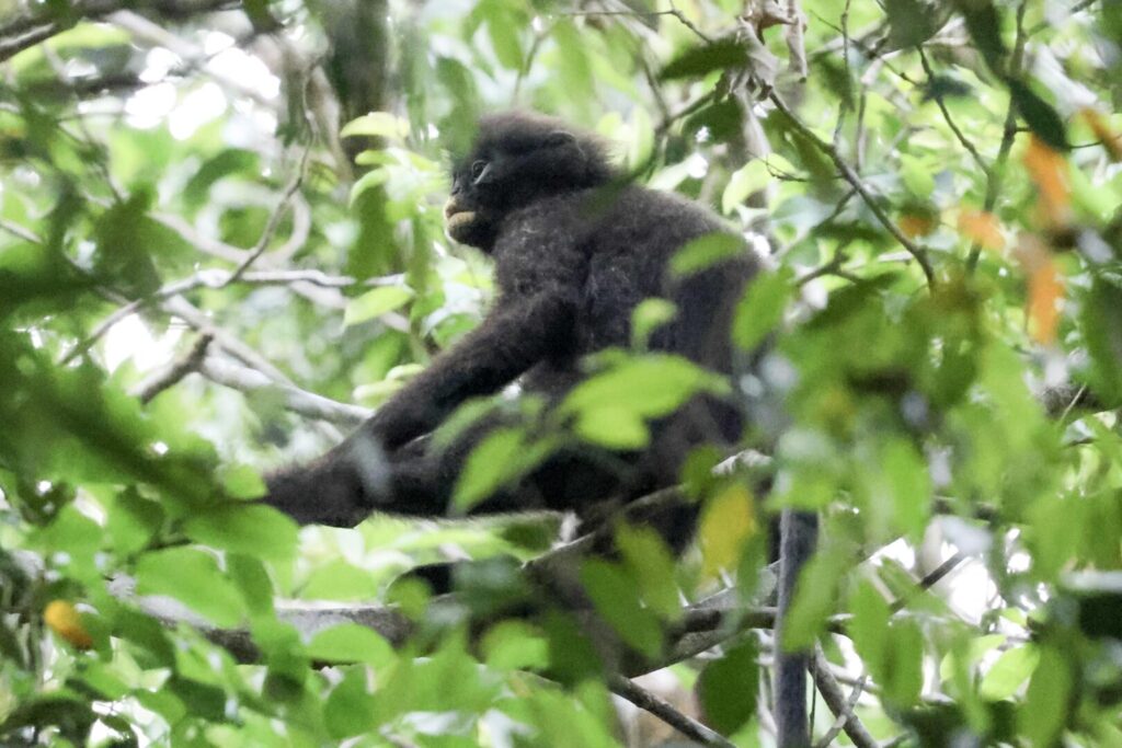 Robinson’s Banded Langur