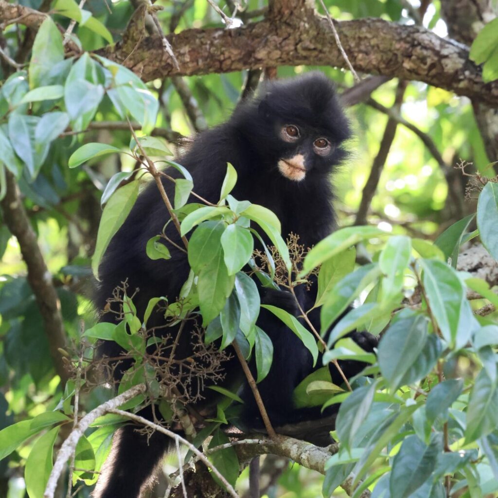 Robinson’s Banded Langur