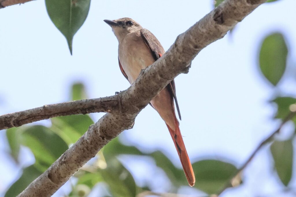 Rosy Minivet