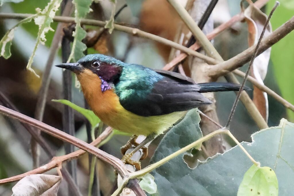 Ruby-cheeked Sunbird