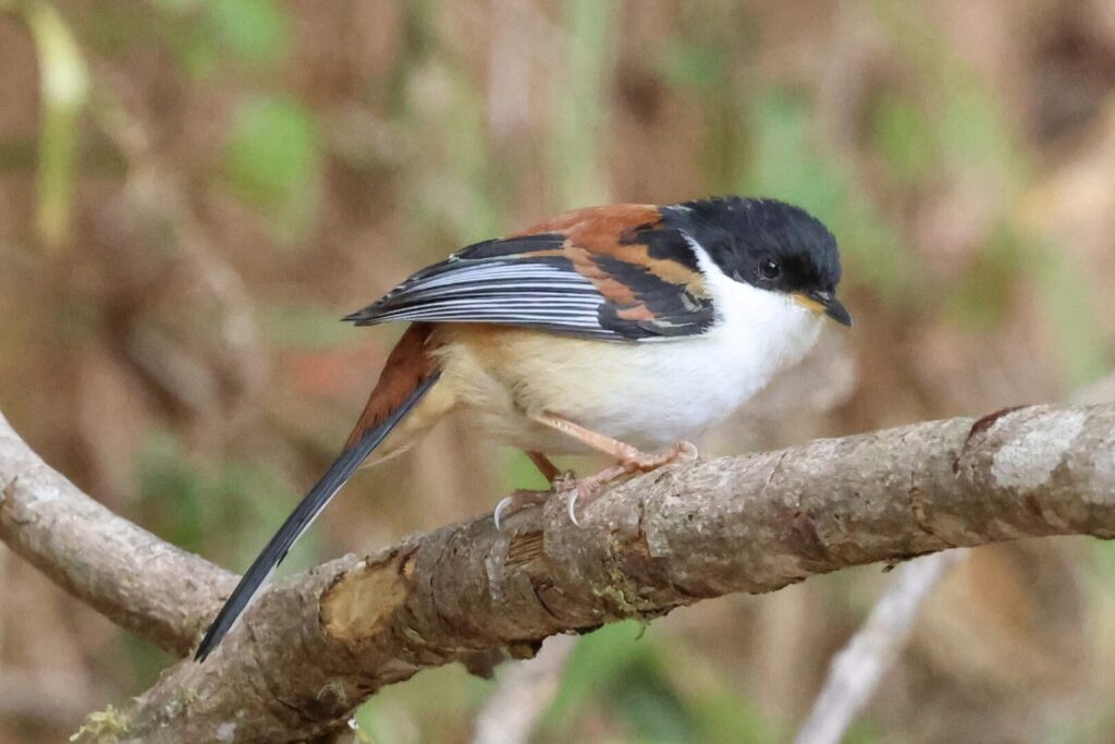 Rufous-backed Sibia