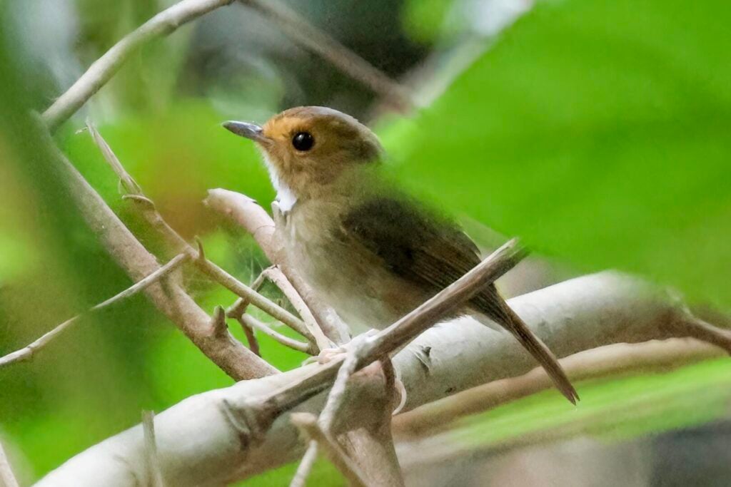 Rusty-browed Flycatcher